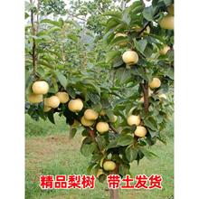 大梨树果苗带土球秋月梨子嫁接苗南方北方沙梨香梨翠冠活苗梨树苗