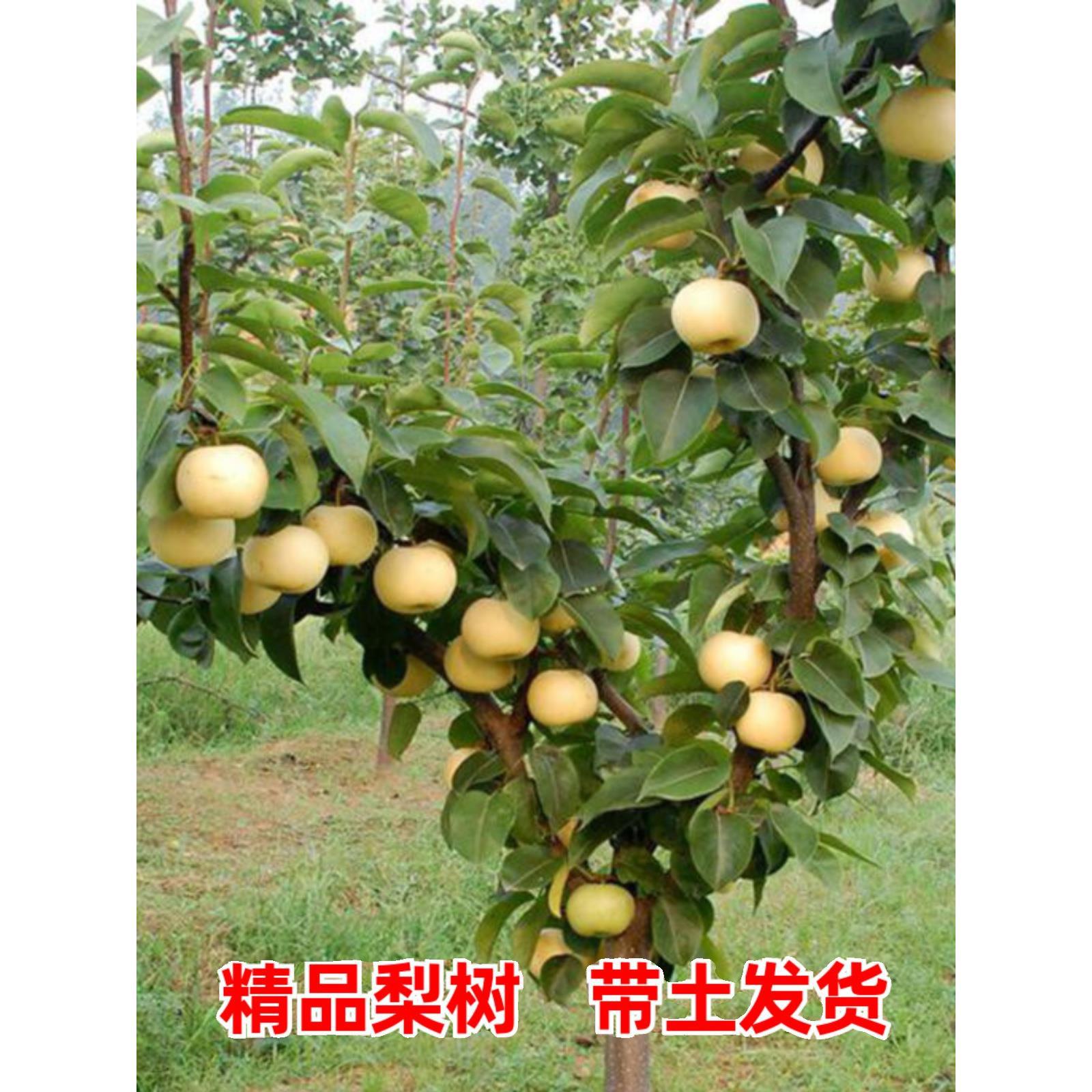 大梨树果苗带土球秋月梨子嫁接苗南方北方沙梨香梨翠冠活苗梨树苗