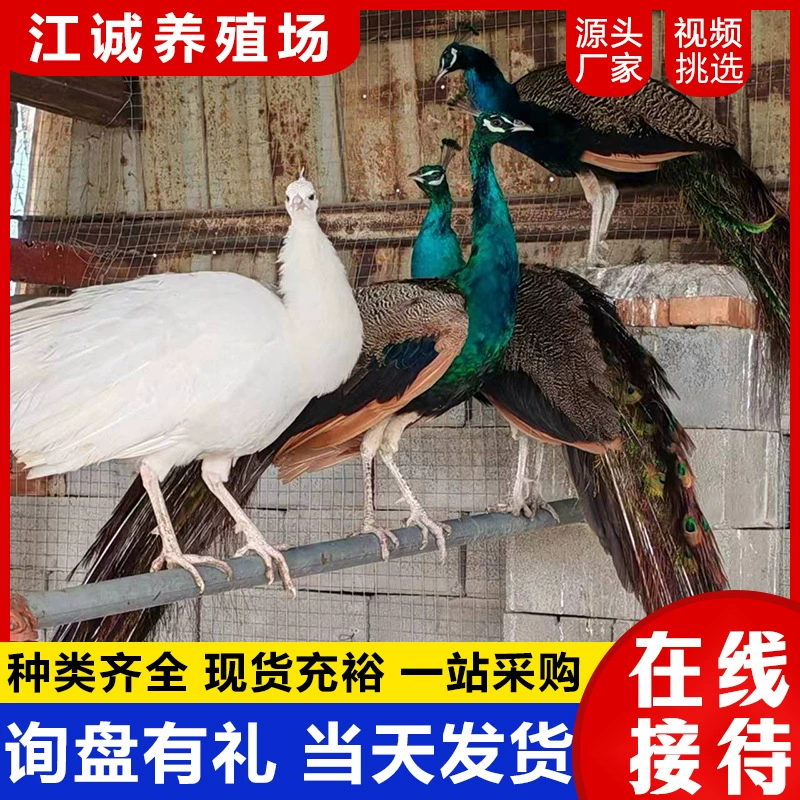 Сине-белые цветочные цыплята павлина живые парковые домашние птицы живые декоративные птицы павлины пара самец и самка цена