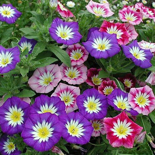 Tricolor Violets Seeds, Pansy Seeds, Tricolor Flower Seeds, Home Gardening Flower Seeds, Four-Season Planting