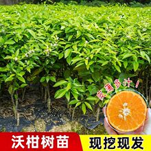 �������ָ̘�������091�ָ̎��~�����l؛�޽�����������̨