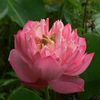 Bowl lotus hydroponic plant species, flowers, flowers, four seasons of interior flowering water, water lotus lotus seed lotus seed seed seeds