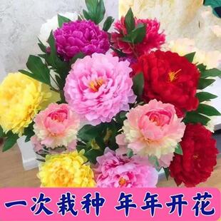 ��ș�N���ļ��_���׻��҃��⻨������ͥԺِĵ���ذ껨�ѷN��