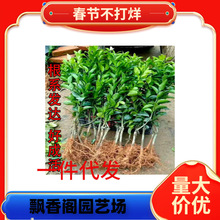 �o���ָ��� 091�o�� �ָ̘��� ����^�ľ�޽����������Ե��Ը���