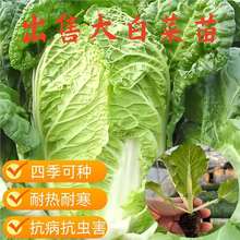 ��ײ����S�����޲���ţ�İ��������m�����������ﶬ�ͺ��߲˷N��