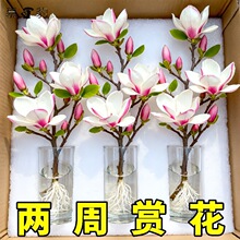 带花苞玉兰花水培鲜切花玉兰鲜枝真花过年花束盆栽客厅摆件年宵花