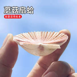 天然海螺贝壳油画贝双扇彩贝白蘑菇扇蛤家居装饰儿童科普馈赠朋友