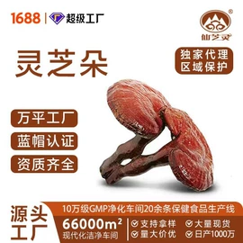 保健食品;滋补养生饮品/炖品;灵芝