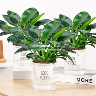 �������ֲ���K��荾G�}�jˮ����~�Gֲ�����k���҃ȑ��˻��ܽ��