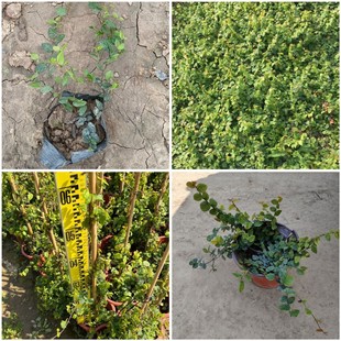 Pili Jelly Fruit Jelly Grass Pili Seedlings Climbing Vine Engineering Seedlings