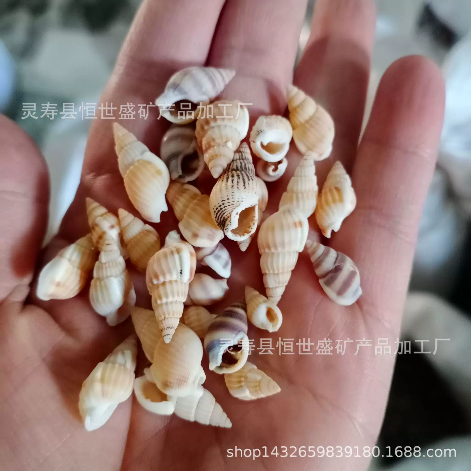厂家促销贝壳海螺海星各种小海螺贝壳创意DIY工艺品鱼缸造景装饰