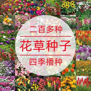 �ݻ��N�Ӱ��ղݲ�˹��̫ꖻ����տ�����Ұ���N���ļ�ͥԺ�̨�Nֲ