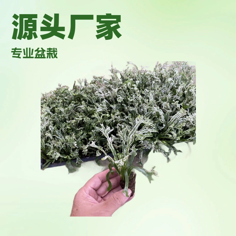 Папоротник «Цветочный лист», белый лунный папоротник, зеленое растение, микроландшафт, маленькая растение в горшке, для теневых мест в помещении, интересное, вечнозеленое круглый год