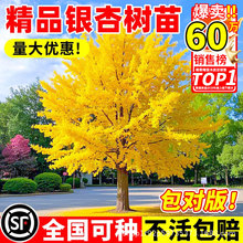 yӘ~׹eͥԺGLwеϱNֲ