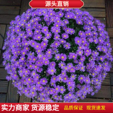 玛格丽特花种子糖果雏菊木春菊庭院盆栽花卉种籽阳台绿植四季易种