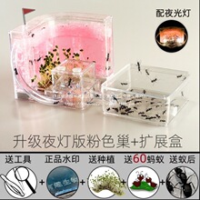 蚂蚁箱蚂蚁城堡蚁巢蚂蚁工坊屋窝箱平面蚁后繁殖观察箱盒