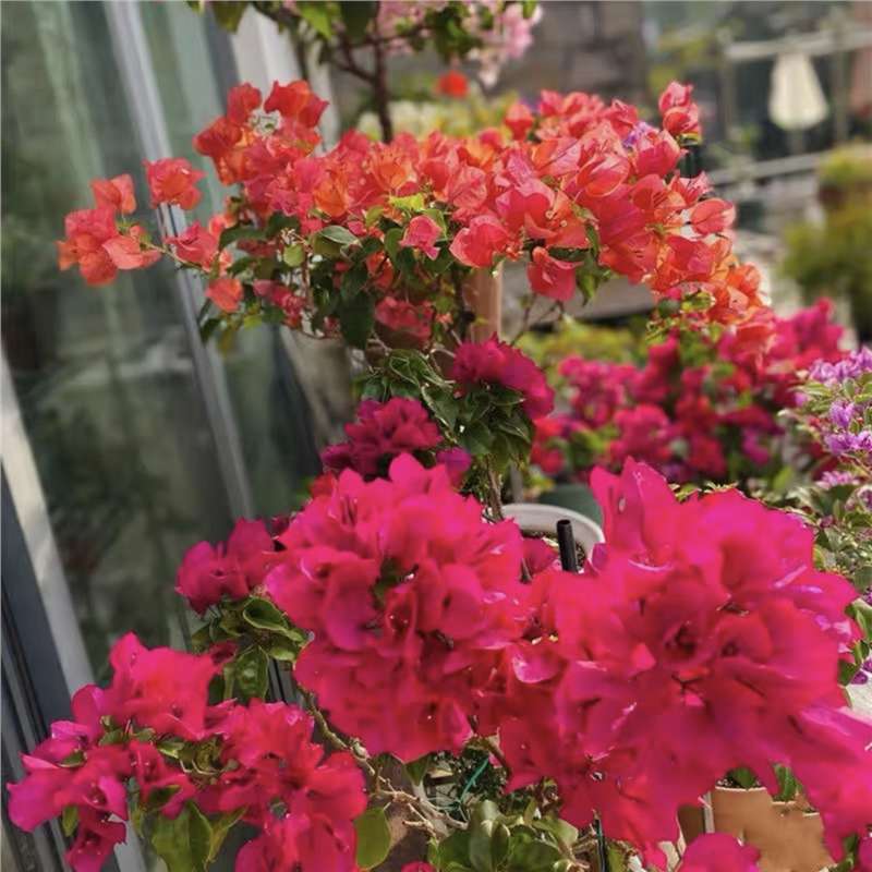 三角梅盆栽植物花卉苗新品种玫瑰阳台庭院净化空气四季开勤花盆景