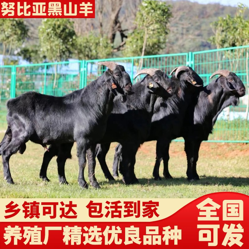 兽用麻醉吹针注射器飞针注射器牛羊狗鹿养殖吹管吹针筒动物注射器