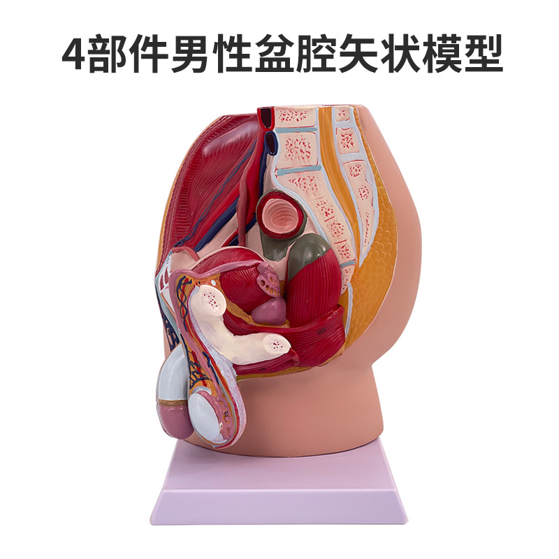 ��ǻģ��Ů��ʸ״����ģ����ֳϵͳ������������ϵͳ��ѧģ��ҽѧ