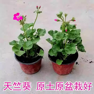 ���ÿ��绨���ļ��_���҃������̨ͥԺ�^�p���ܾGֲ���Bֲ��