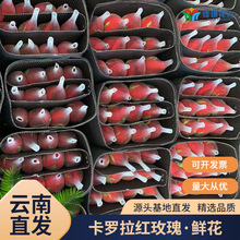 卡罗拉红玫瑰鲜花批发云南直批节日活动新鲜A级红玫瑰婚礼鲜切花