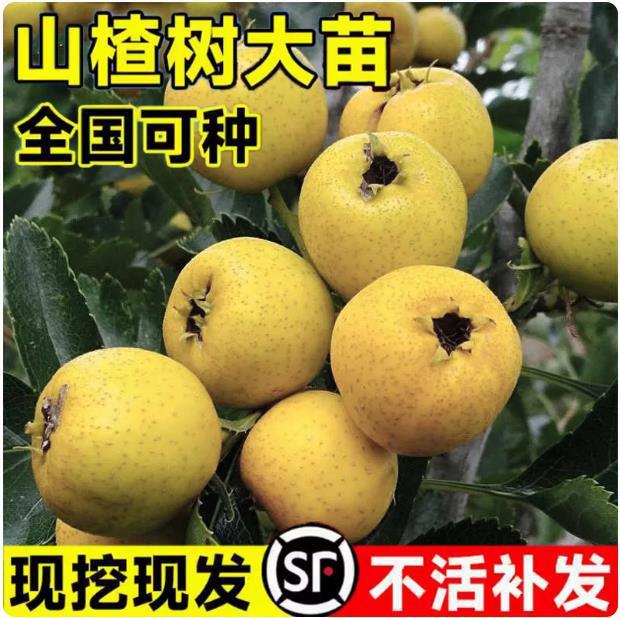 山楂树活苗无籽黄山楂树苗庭院南方北方四季种植当年结果苗果树苗