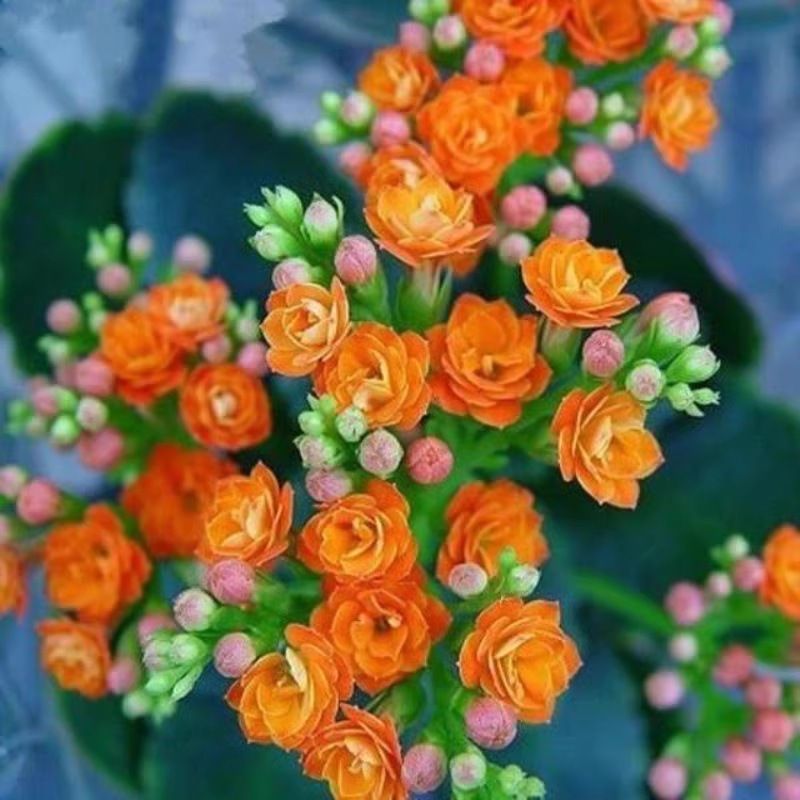 Semillas de flores de larga vida, plantas en maceta en el balcón interior y exterior, flores fáciles de vivir, semillas de flores silvestres en todas las estaciones
