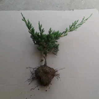 一件代发地柏树苗铺地柏苗爬地柏苗自然盆景造型树苗绿化苗公园绿
