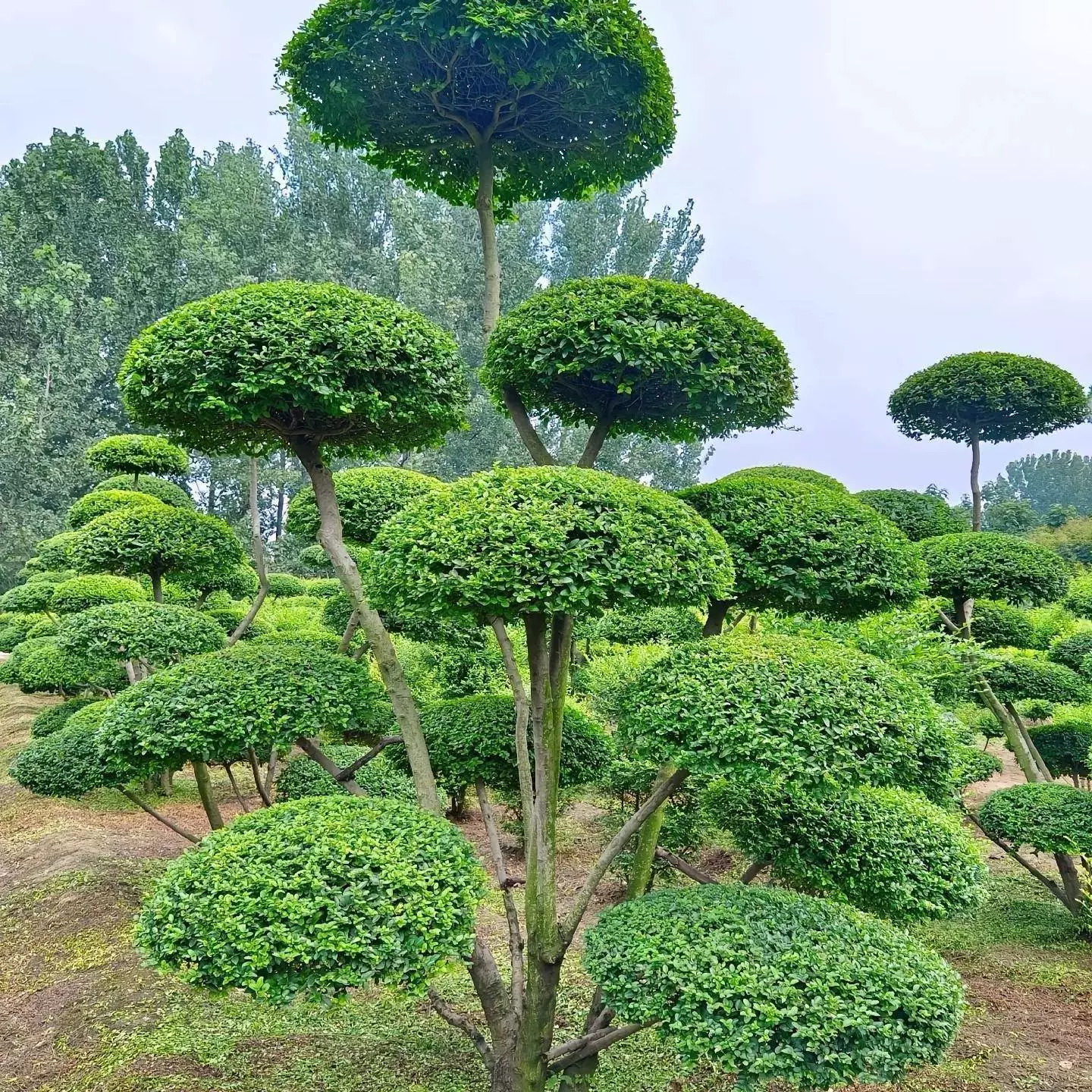 Малолистное дерево в форме лигустра, двор, дом, ландшафт, четырехсезонный вечнозеленый бонсай, посаженный на земле, многоголовый зеленый лигустр