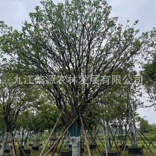 �����������ݘ� �ۙ� �h���� �������ݘ� �㽭���ݘ�10�������ݘ�