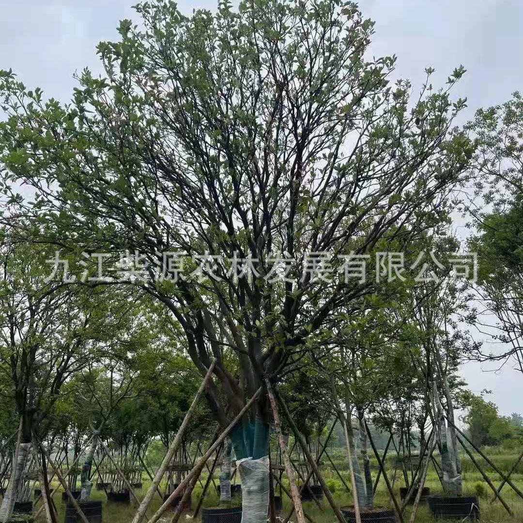 Поставка лимонной деревни Цзянси, цитруса, крючкообразного края, лимонной деревни Цзянси, лимонной деревни Чжэцзян, 10cm лимонных деревьев.