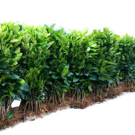 柚子苗价格 最新柚子苗价格 批发报价 价格大全 阿里巴巴