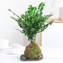 小叶紫檀苔藓球盆景绿植盆栽室内桌面花卉树苗植物老桩四季好养活