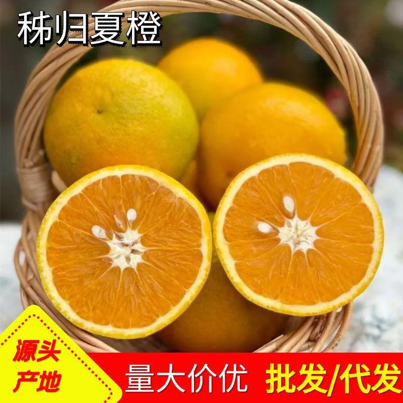 Commercial Juicer for Fruit Stalls, Fresh Seasonal Juicy Sour Fruits for Ziguixia Orange Milk Tea Shops, Wholesale