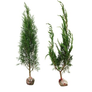 Dropshipping Cemetery Special Tower Cypress Qingming Pine Saplings Small Seedlings Cemetery Pine Cypress Seedlings Pagoda Pine and Cypress Saplings Green