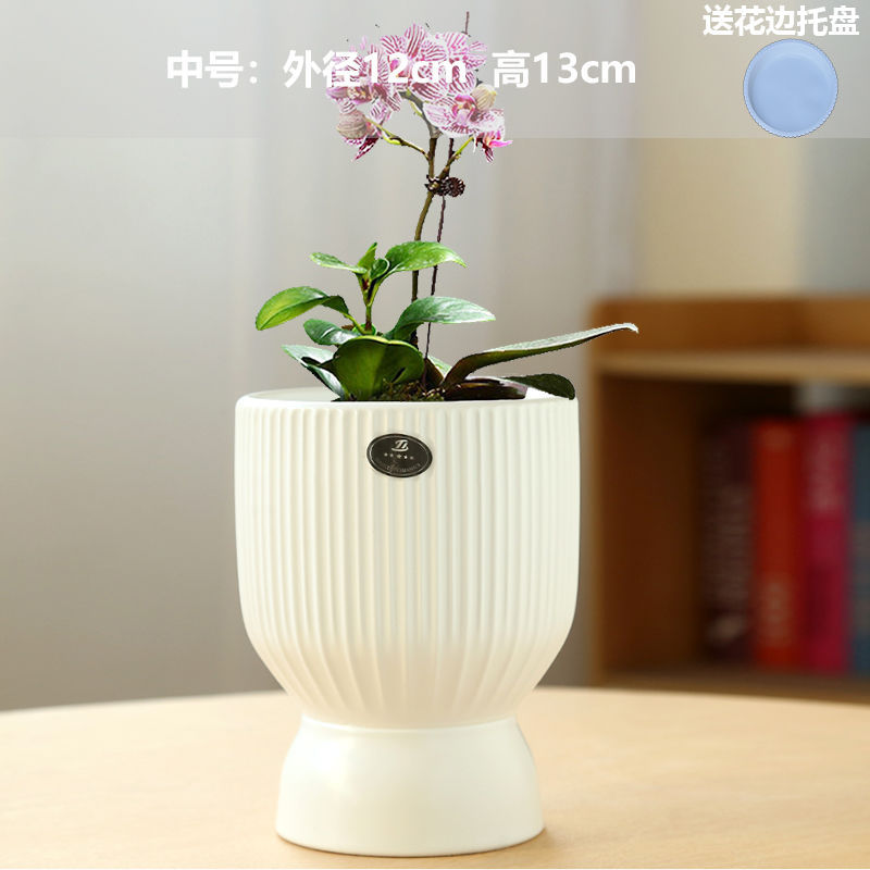 Medium holy cup matte white (free tray)