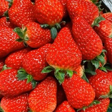 草莓新鮮現摘99紅顏牛奶奶油大甜草莓應季孕婦水果非丹東草莓批發