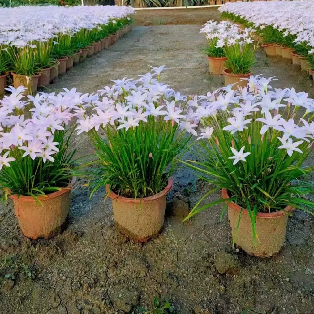 2112 оптовая поставка импортный розовый лук-порей ветер и орхидея ландшафтного дизайна