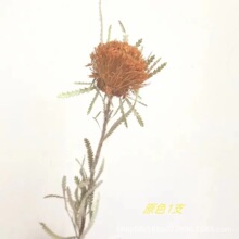 南非小佛塔干花天然风干真花民宿插花北欧风调样板房花