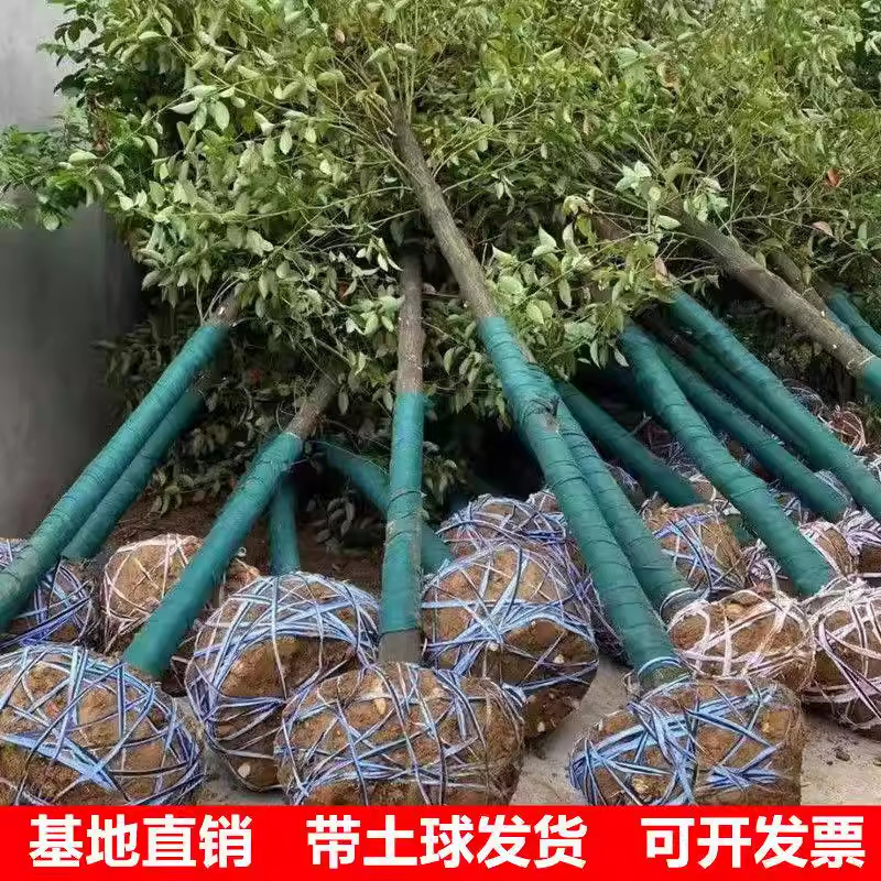 The Base Supplies Camphor Tree Seedlings, Evergreen Plants for Garden Greening, and Small-Leaf Camphor Trees for Engineering Greening Projects The Base Supplies Camphor Tree Seedlings, Evergreen Plants for Garden Greening, and Small-Leaf Camphor Trees for Engineering Greening Projects