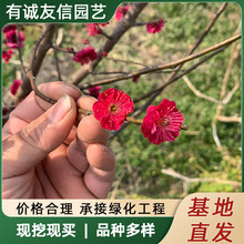 �t÷�������ͺ�ͥԺ�����^�p�������ļ�����ֲ�����t÷�D÷�G÷
