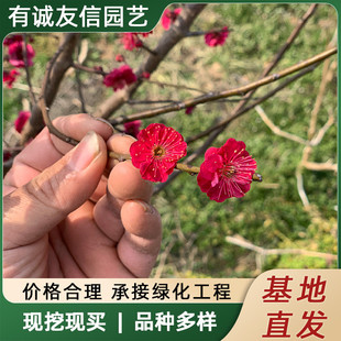 �t÷�������ͺ�ͥԺ�����^�p�������ļ�����ֲ�����t÷�D÷�G÷