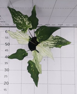 0.3�Ӂ�ꖴ���ѩ���~���~���҃��^�~�Gֲ�����쾰���W�W�tֲ��