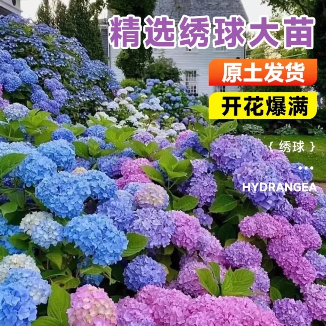 绣球花盆栽苗大花无尽夏四季开鲜花卉庭院阳台花园植物好养活花苗