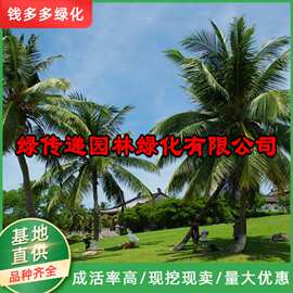 棕榈树铁树室内外大型绿植盆栽庭院常绿乔木扇子树唐棕树基地直供