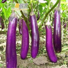 һ�����l�߲˷N���ϼt�L�Ѵ�����@�̨�����������ļ��Nֲ�Ϲ�