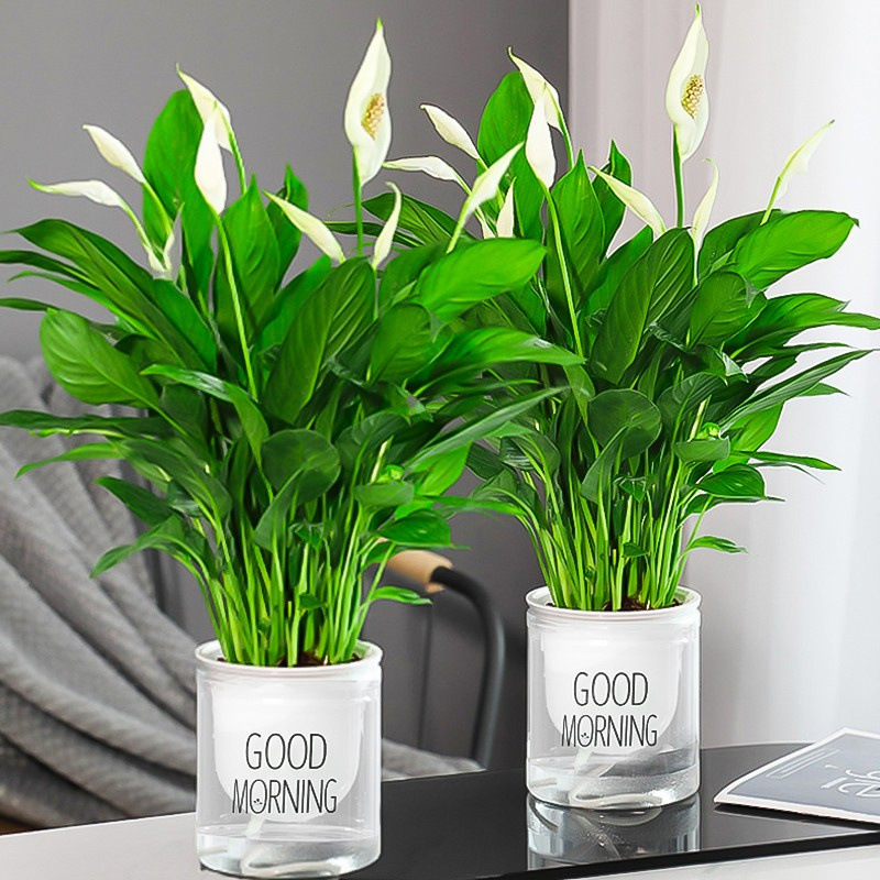 화분 2개에 꽃이 있는 특급 흰색 야자나무(굿모닝 화분) 9~12그루 + 영양액을 권장합니다.