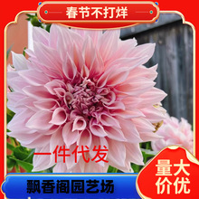 һ�����l�������N������յعϻ�����҃���ͥԺ�̨�ͺ��͟Ứ��