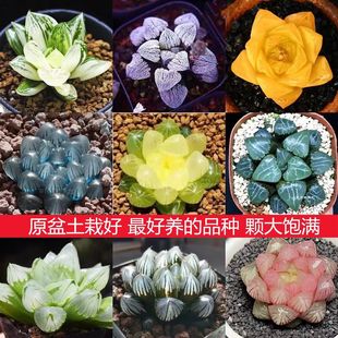 Succulent Succulent Plant Jade Dew Twelve Volumes Amber Crystal Jade Dew Jade Dew Indoor Green Plant Flower Pot Yiting