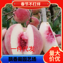 һ�����l���A������϶��Ҙ����޽��簫���Ҙ�ӭѩ�������ϱ���
